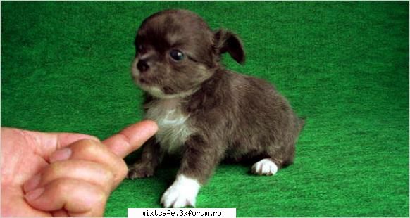 iar cani? :|

vreau o poza cu nick (ala rosu de la power rangers) poza.